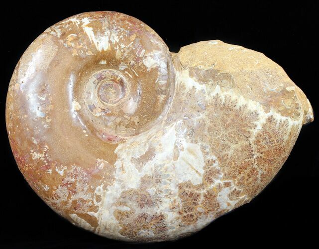 Wide Polished Jurassic Ammonite Fossil - Madagascar #59729